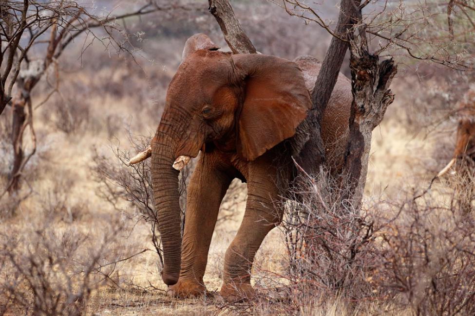 Imagen 26 de la galería de Samburu